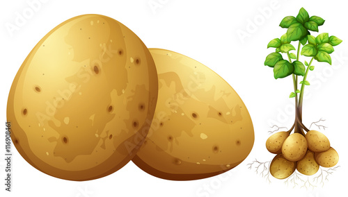 Fresh potatoes with leaves and stem