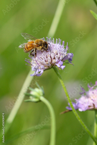 Bee collecting pollen on wildflower