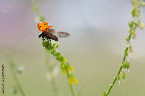 Ladybug preparing to fly