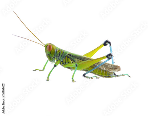 Grasshopper of white background