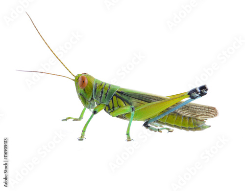 Grasshopper of white background