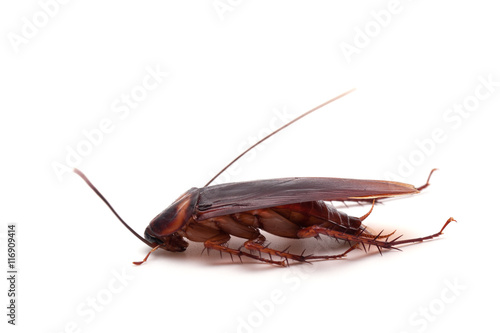 Dead cockroaches on white background © japhoto