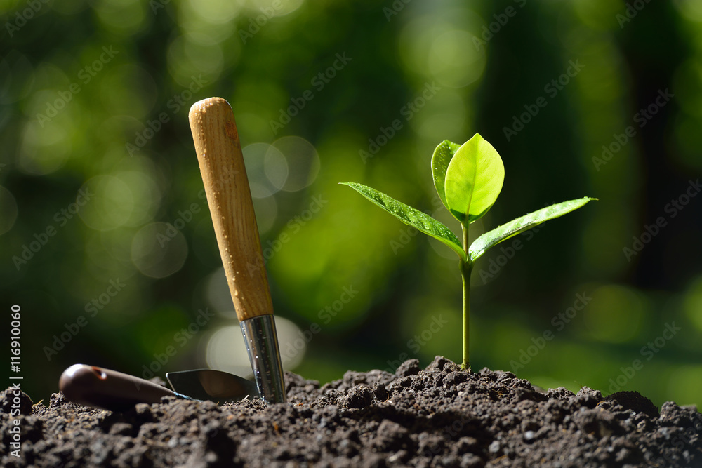 Young plant and garden equipments in the morning light Young plant and garden equipments in the morning light