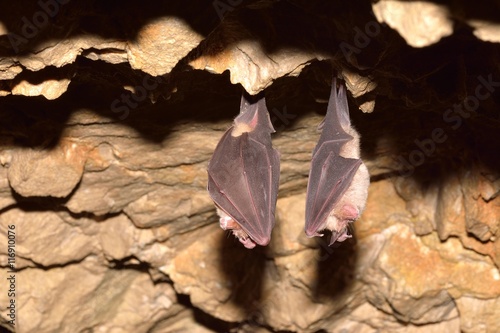 Lesser Horseshoe Bat (Rhinolophus hipposideros)