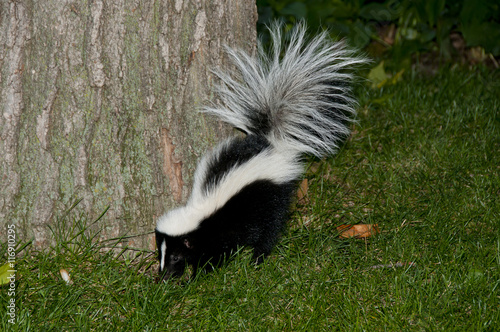 Foto Skunk in Backyard