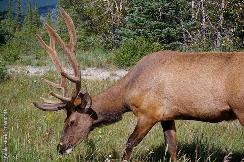 close up of beautiful Male ...
