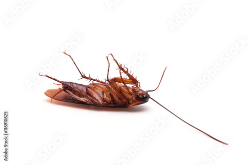 Dead cockroaches on white background