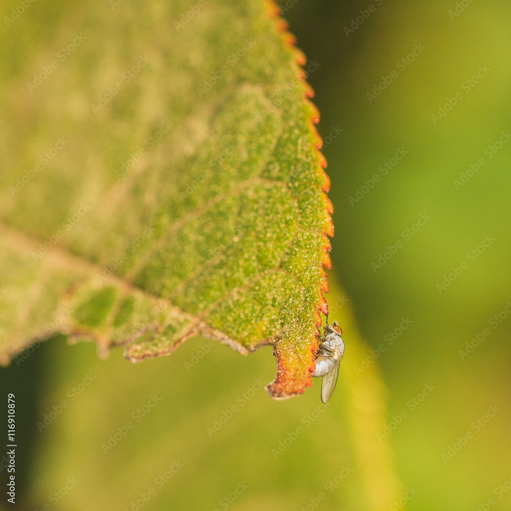 Obraz premium Light Grey Fly on Leaf Edge