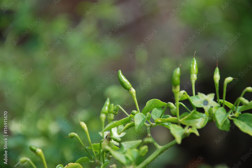 piment vert piment vert