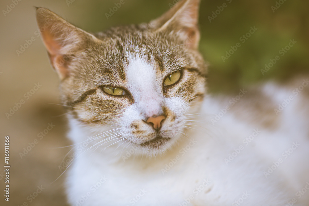 Obraz premium Grey cat lying on wall