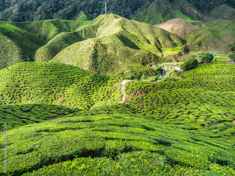 Tea plantation in the Cameron highlands