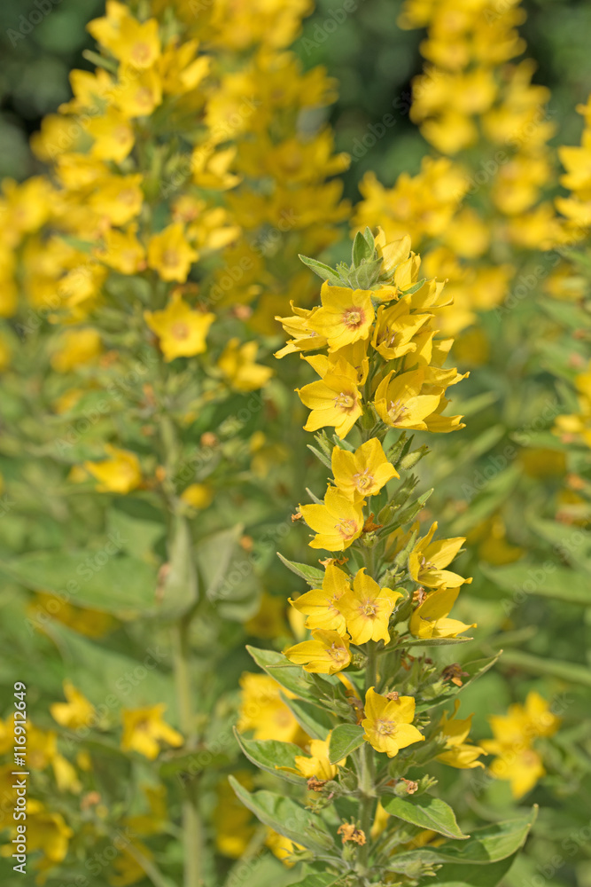 Goldfelberich, Lysimachia punctata, Punktierter Gilbweiderich Goldfelberich, Lysimachia punctata, Punktierter Gilbweiderich