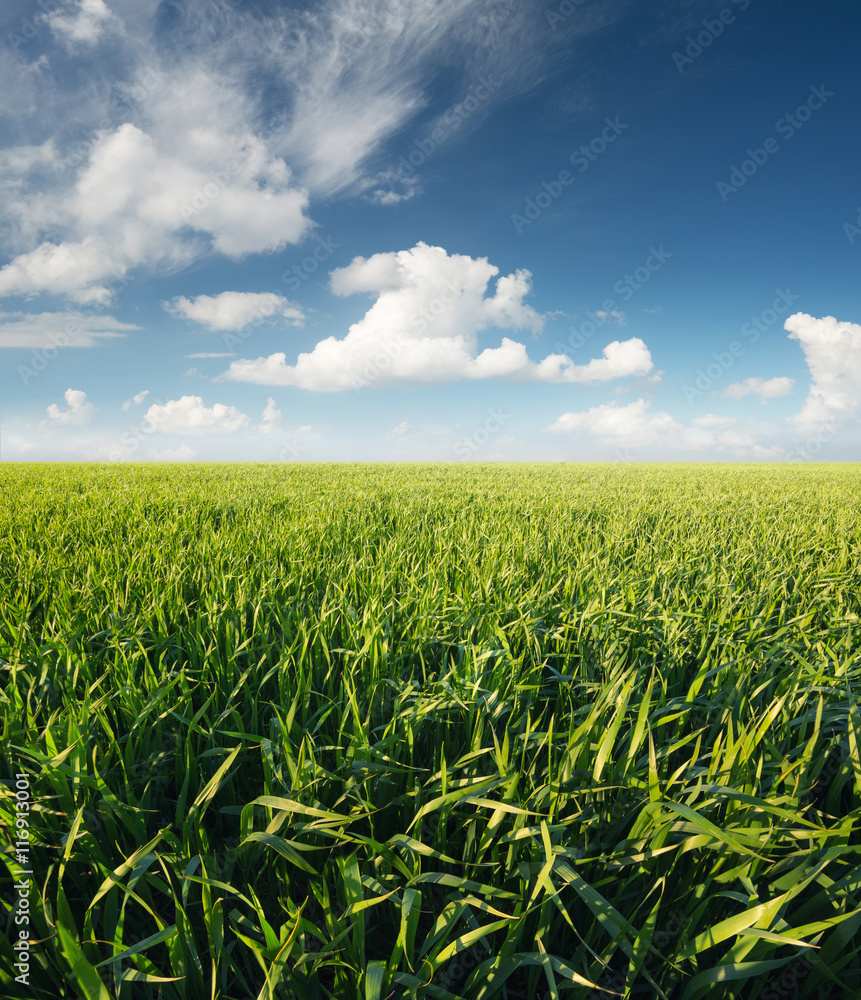 Grass on the field after rain. Agricultural landscape in the summer time.. Grass on the field after rain. Agricultural landscape in the summer time..