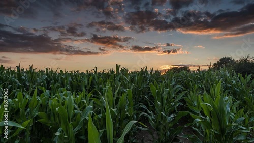 Corn Field Time lapse at Sunset