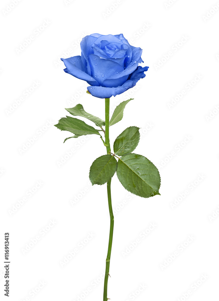 Naklejka premium Ładna niebieska róża