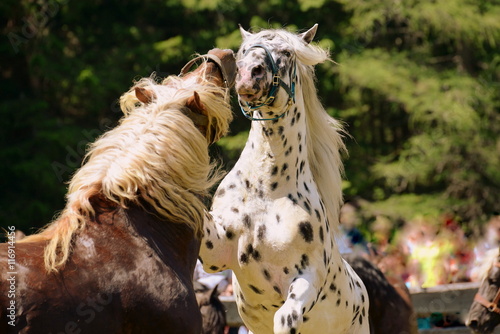 Fototapeta Naklejka Na Ścianę i Meble -  Herr der Pferde, 2 Norikerhengste kämpfen um die Leithengstrolle