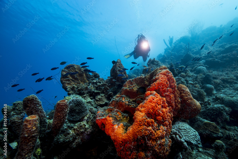Naklejka premium Unterwasser - Riff - Fisch - Schwamm - Koralle -Taucher - Tauchen - Curacao - Karibik