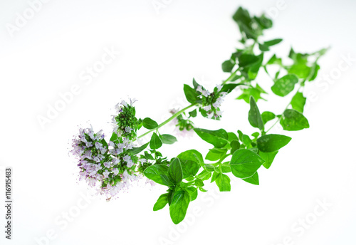 Sprig of oregano