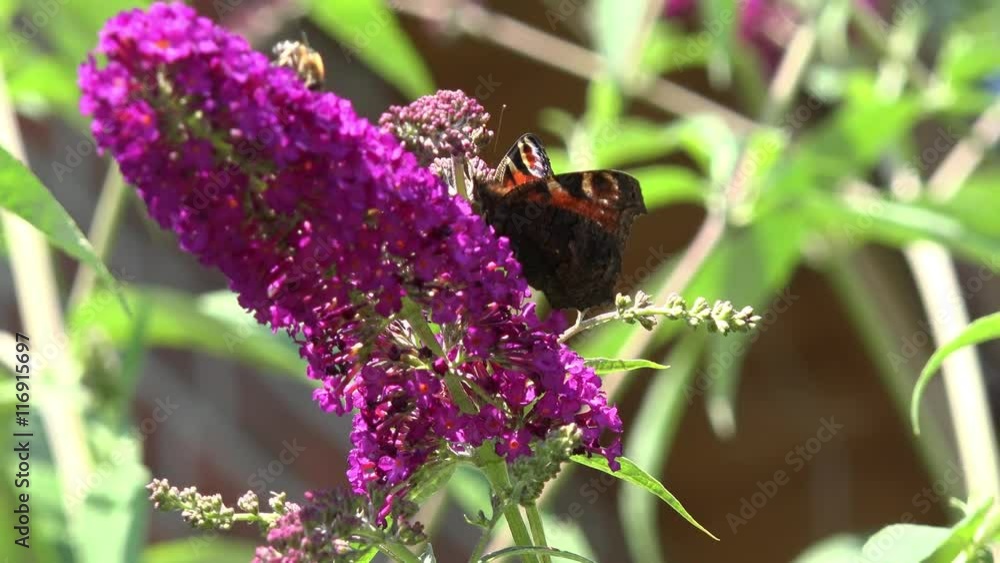 Butterfly European Peacock on Flower Butterfly European Peacock on Flower