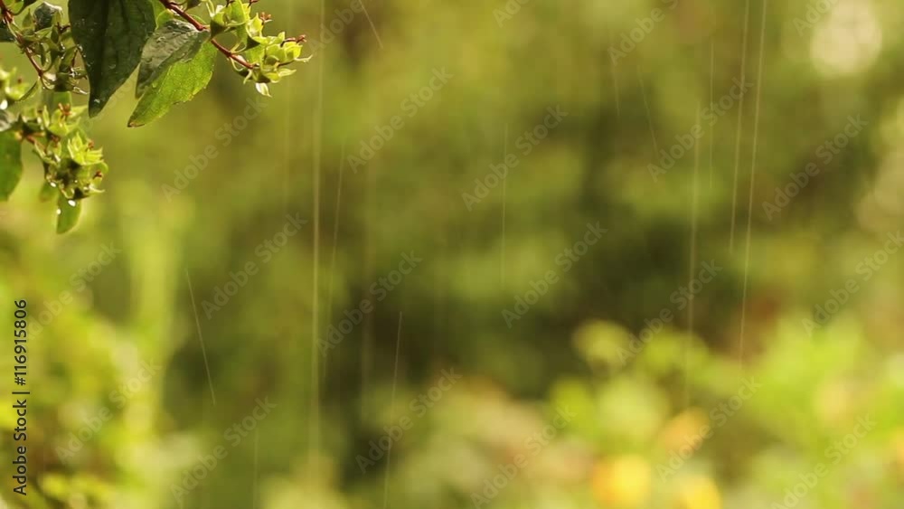 Garden plants in the rain. The shower in the garden Garden plants in the rain. The shower in the garden