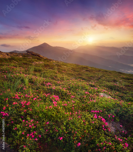 Flowers on the mountain field during sunrise. Beautiful natural landscape in the summer time © biletskiyevgeniy.com