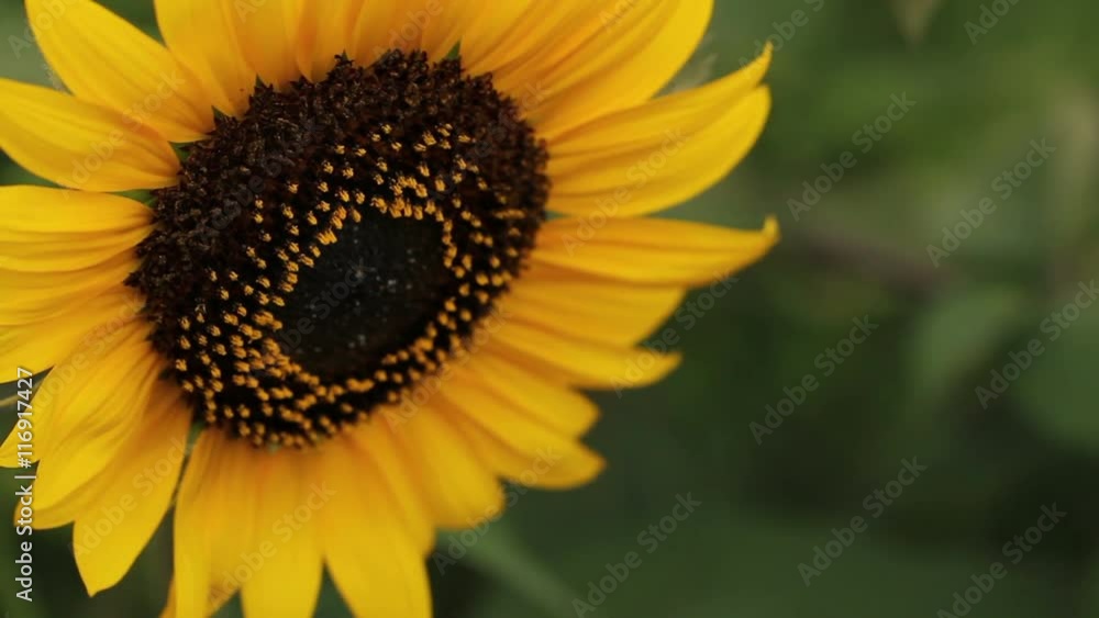 sunflowers swaying in the wind. sunflowers swaying in the wind.