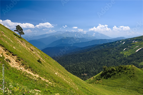 Lonely tree on the slope of Guzeriplsky pass on the background of the main Caucasian ridge, Russia, the Caucasus © Igor Sklyarov