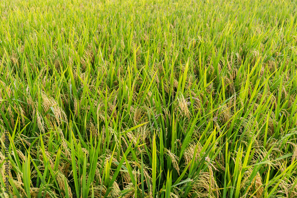 Paddy rice field Paddy rice field