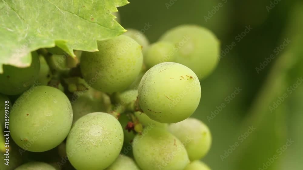 bunch of green grapes swaying in the wind. Vineyard closeup bunch of green grapes swaying in the wind. Vineyard closeup