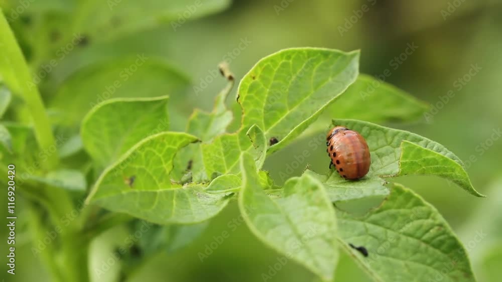 Larva of Colorado potato beetle on potato leaves Larva of Colorado potato beetle on potato leaves