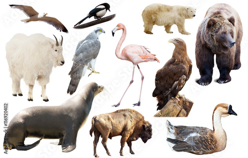 Set of fauna of North American animals. © JackF