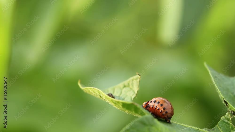 Larva of Colorado potato beetle on potato leaves Larva of Colorado potato beetle on potato leaves