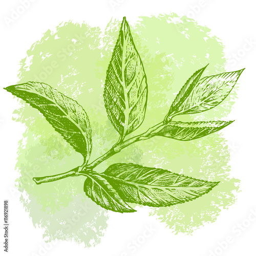 Green tea leaf hand drawing sketch. A sprig of green tea leaves with the stem.