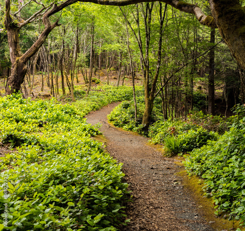 Woodland walk through Aros Park, Tobermory, Isle of Mull, Scotland, UK