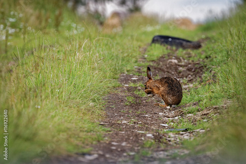 Brown Hare on path, cleaning large ears, wet from bathing in puddle (Lepus europaeus) 1 © fungirlslim