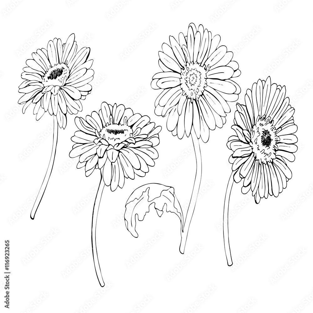 Gerber Daisy Illustration
