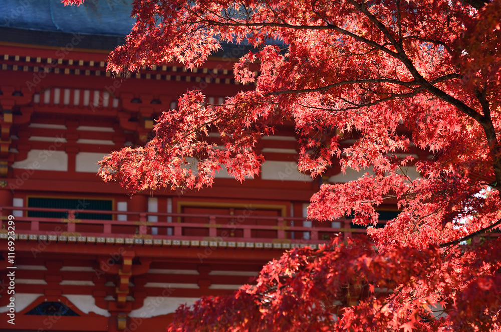 Autumn leaves at Imamiya Shrine in Kyoto, Japan. Autumn leaves at Imamiya Shrine in Kyoto, Japan.