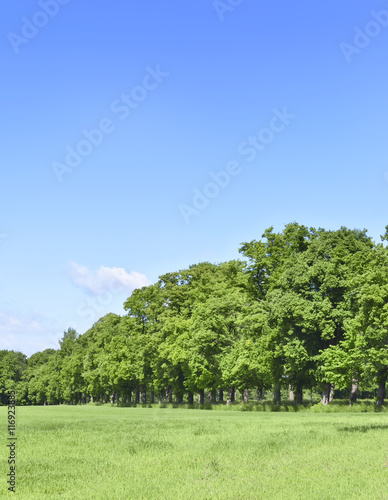 Summer scene with sun, green meadow and an alley of trees. Forest and green field with blue sky. Nature background with copy space.  © eivaisla