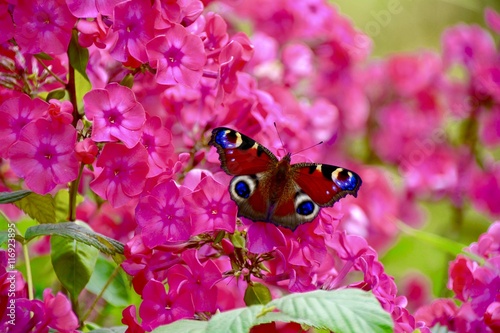 Tagpfauenauge auf Phlox - Grußkarte - Schmetterling 