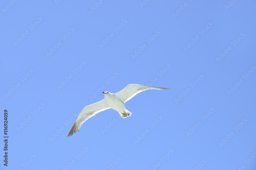 flying seagull
flying seagull