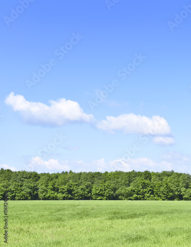 Summer scene with sun, green meadow and an alley of trees. Forest and green field with blue sky. Nature background with copy space. 