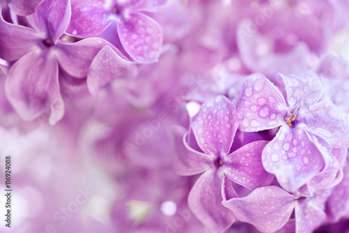 Macro image of spring soft violet  lilac flowers with water drops  natural seasonal floral background. Can be used as holiday card with copy space.
