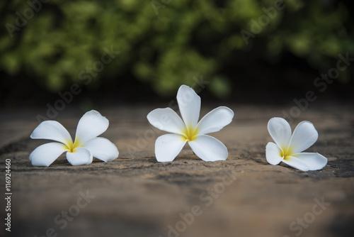 White flower on a concrete floor with a shrub wall with the hard sun light.