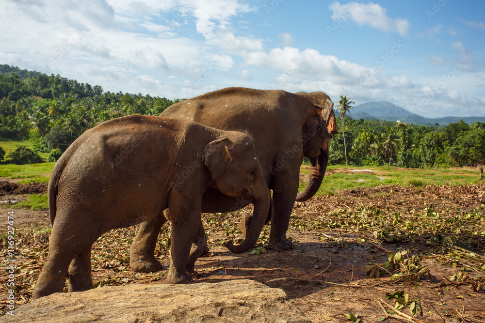 Fototapeta premium Herd of elephants in the nature