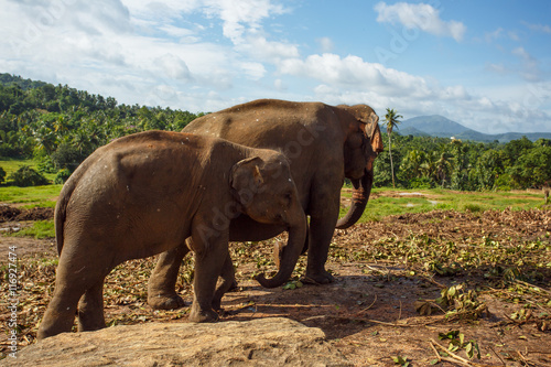 Herd of elephants in the nature