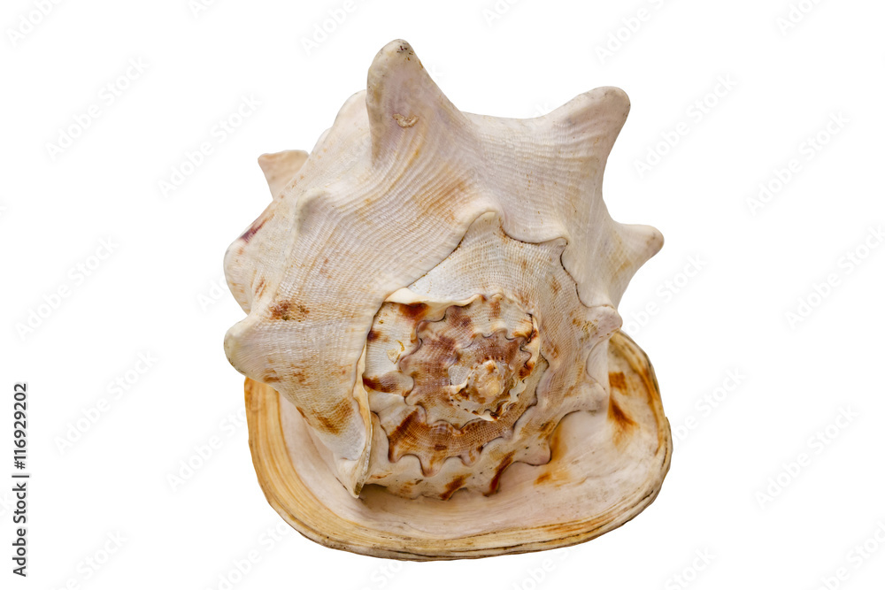 Seashell on white