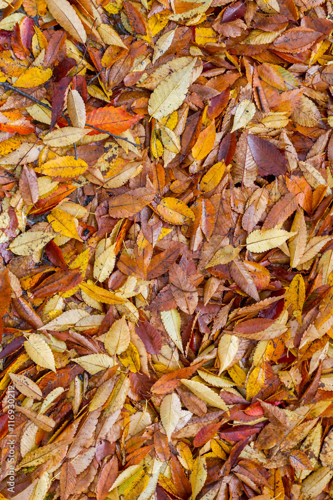 foliage for background and texture