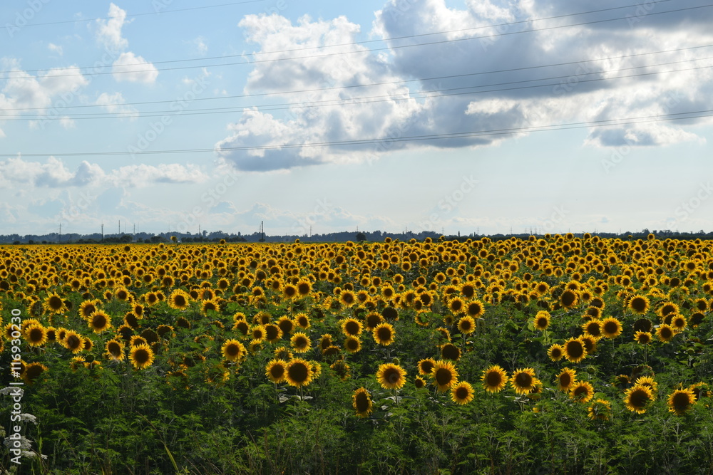 Obraz premium field of blooming sunflowers
