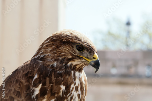 Wallpaper Mural Beautiful eagle bird closeup Torontodigital.ca