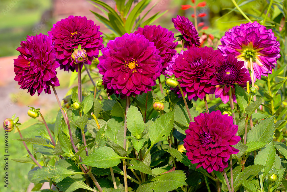 Fototapeta premium Бордовые георгины